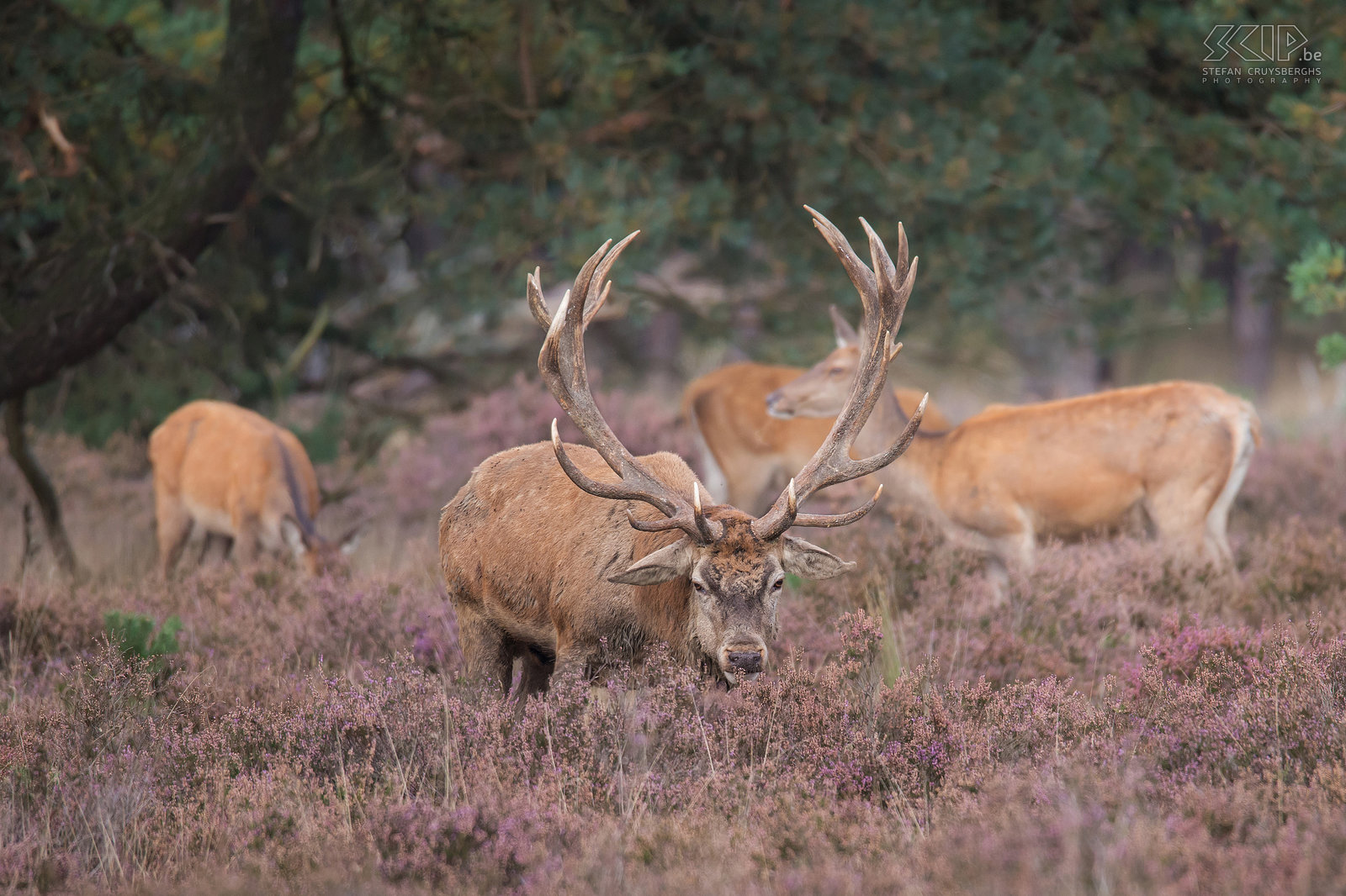 Hertenbronst in Hoge Veluwe - Edelhert Dominante mannetjes volgen groepen van wel 20 hindes tijdens de bronsttijd. Mannetjes verkrijgen hun dominante positie door te vechten met andere mannetjes en door hun indrukwekkende burlen. Stefan Cruysberghs